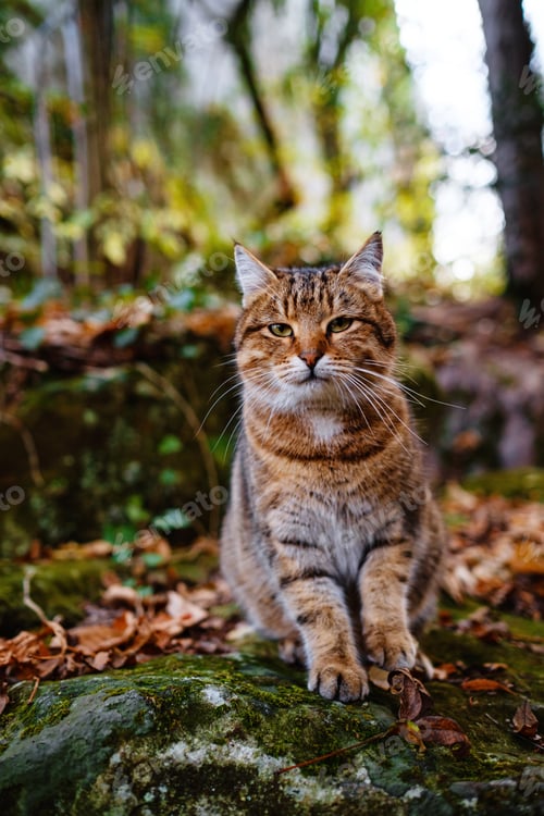 Preview: A Siberian tabby cat exploring the autumn forest