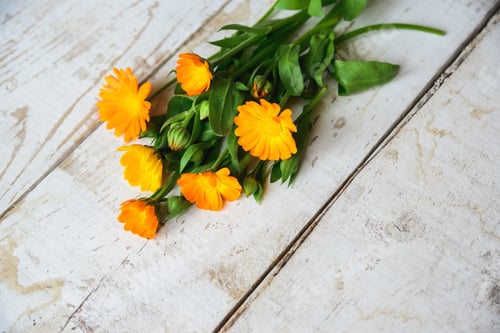 Preview: flowers of calendula