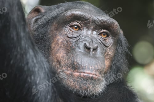 Preview: Chimpanzee primate portrait, Pan troglodytes