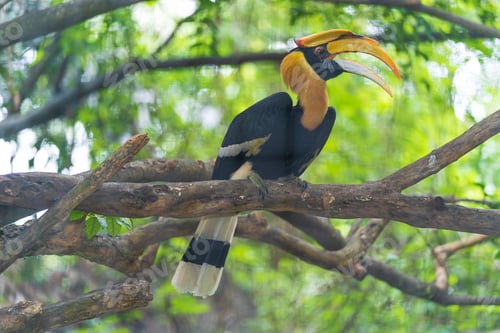 Preview: Hornbills, bird on the tree