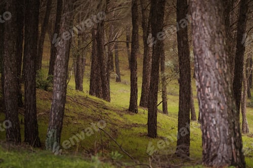 Preview: Pine forest trees creating a serene green landscape