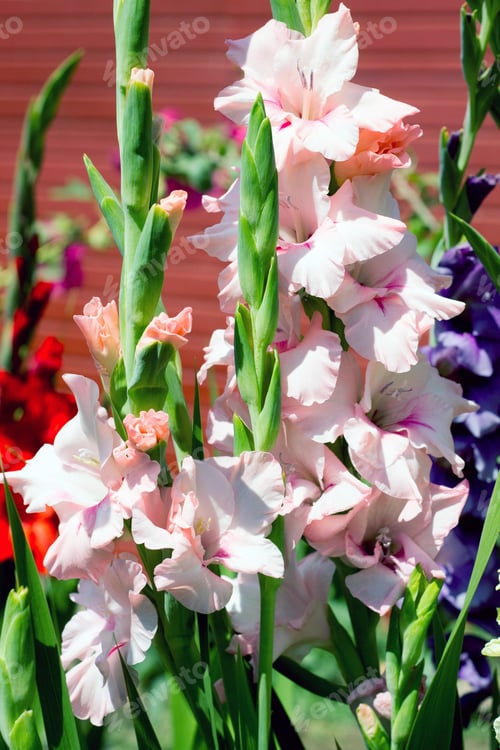 Preview: Flowers pink, red, blue gladiolus outdoors