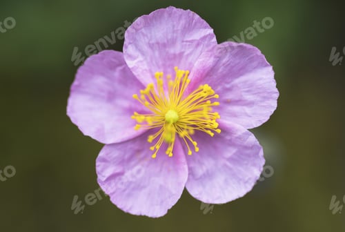 Preview: Macro of a beautiful pink flower in nature