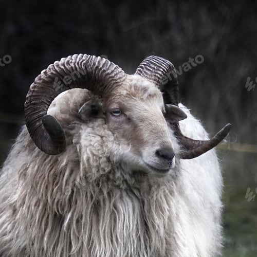 Preview: Closeup of a horned sheep (Drenthe Heath) against blurred background