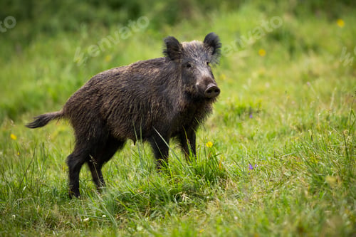 Preview: Alert wild boar listening on green meadow with tail holding up