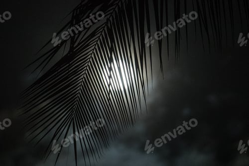 Preview: Palm tree frond at night under full moon