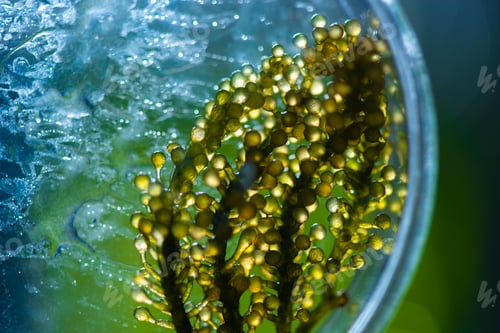 Preview: Photobioreactor in lab algae fuel biofuel industry, Algae fuel