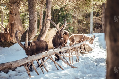 Preview: Wild goats pasturing near tree between snow