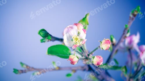 Preview: Gentle apple tree flowers