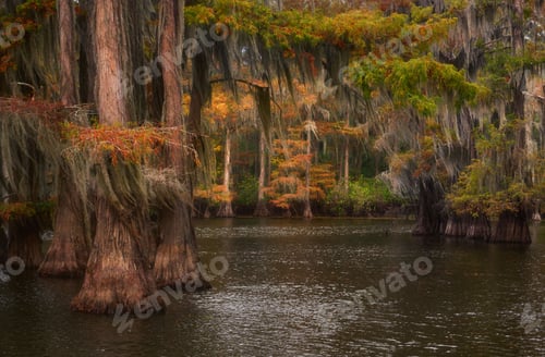 Preview: Cypress Cathedral in Autumn