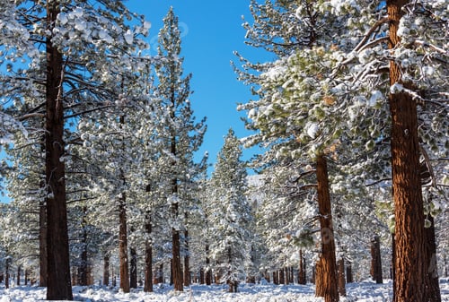 Preview: Winter forest