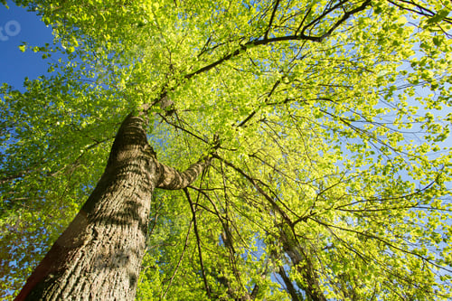Preview: Spring Canopy Of Tree. Deciduous Forest, Summer Nature At Sunny