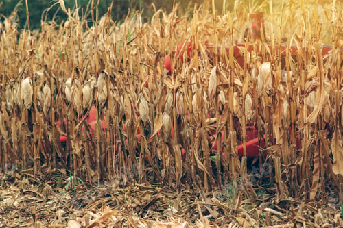 Preview: Corn maize harvest, combine harvester in field