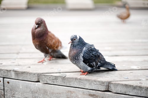 Preview: pigeons in the urban environment. habitat