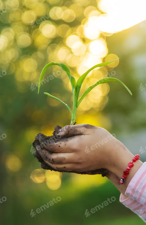 Preview: The child is planting a plant in the garden. Selective focus.