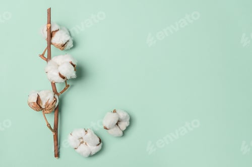 Preview: Branch of white cotton flowers on green background. Top view