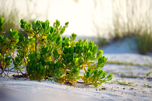 Preview: Seaside beach with small sand dunes and low shrub vegetation on warm summer evening