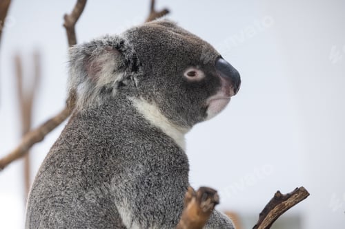 Vorschau: Koalabär im Zoo