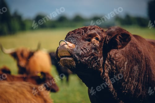 Preview: Closeup shot of a circle hanged on the snout of a black calf