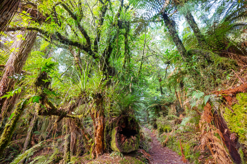 Preview: New Zealand forest