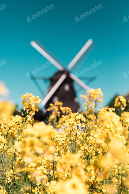 Preview: Vertical photo of an Old Windmill in Sweden with blooming rapeseed meadow