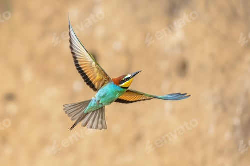 Preview: Bee Eater flying on blurred background