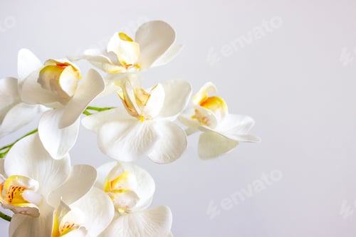 Preview: White Orchid Flowers On White Background