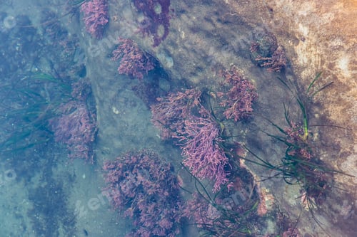 Preview: Underwater View of Seaweed in West Coast, Vancouver Island, Canada