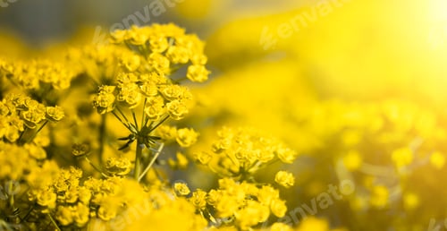 Preview: Springtime concept - yellow flowers