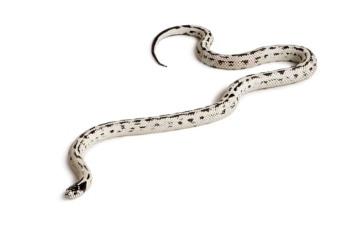 Preview: California King snake, Lampropeltis getula californiae, slithering against white background