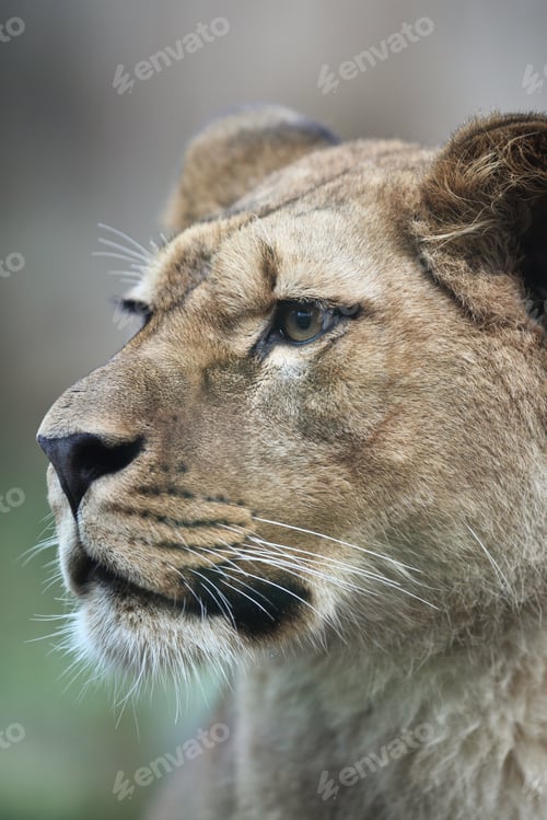Preview: Close-up portrait of a majestic lioness (Panthera Leo) in nature