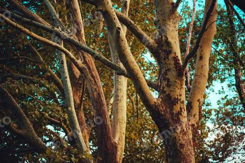 Preview: Maple tree branches