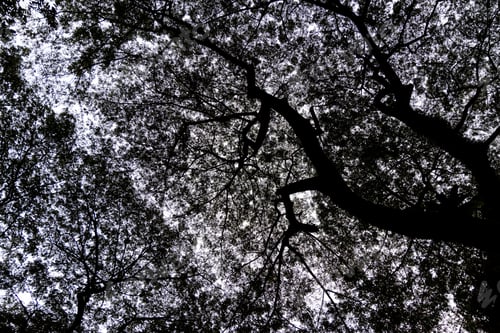 Preview: Tree branches and foliage of mature rainforest in sihouette against bright sky