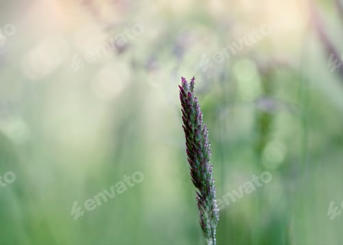 Preview: rain drop on wild flower with sun shining in morning. Drops of dew with transparent water on plant