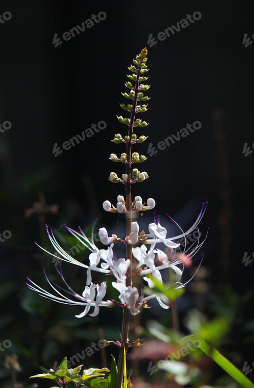 Preview: White flower