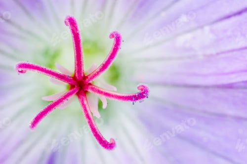 Preview: Closeup of geranium flower