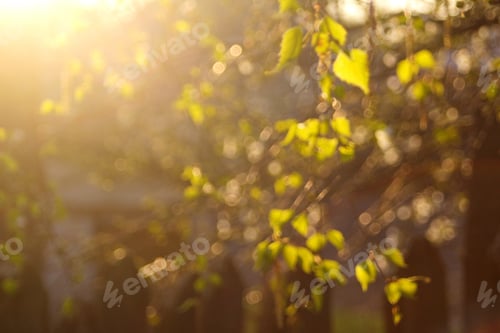 Preview: Defocus fresh green tree leaves, frame. Natural background. Closeup beautiful view of nature green l