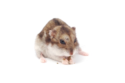 Preview: hamster