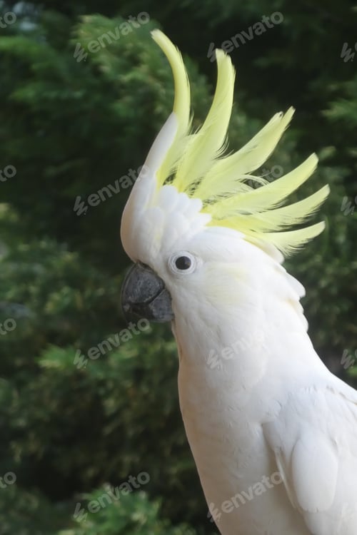 Preview: Cockatoo bird,portrait,side view with raised yellow feathers,natural green background