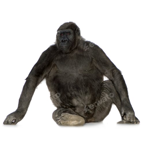Preview: Young Silverback Gorilla