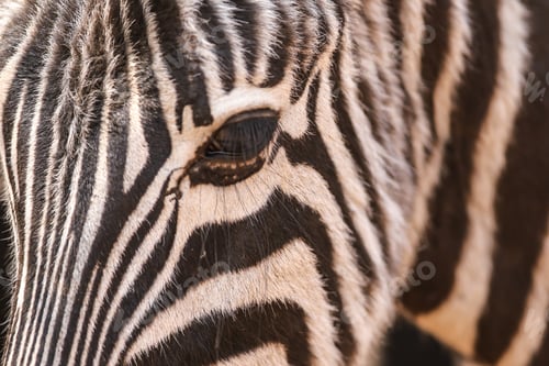 Preview: Zebra Portrait