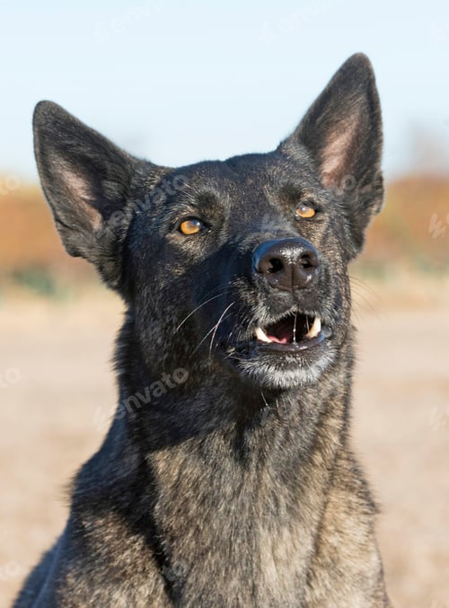 Preview: portrait of dutch sheepdog