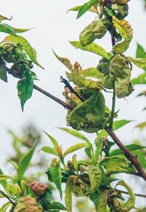 Preview: Diseases of peach tree twirled leaves. Selective focus.
