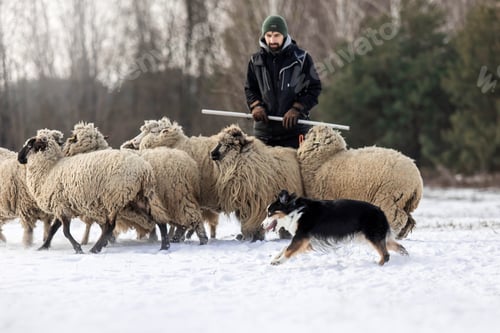 Preview: Australian Shepherd Dog herding a group of sheep. Dog breed's working ability. Working dog