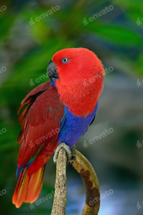 Striking Parrot Perched on Branch in Lush Nature