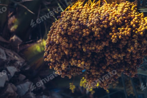 Preview: Ripening Dates on a Tropical Palm Branch