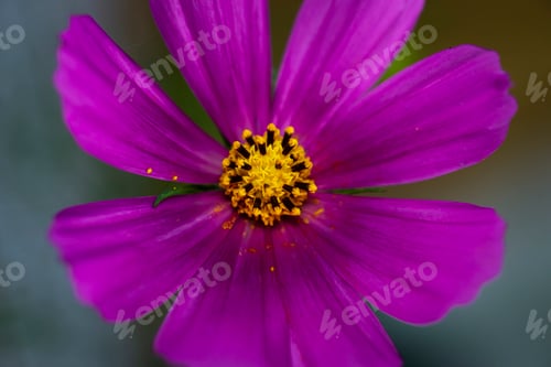 Preview: Purple Flower with Yellow Center, Macro View