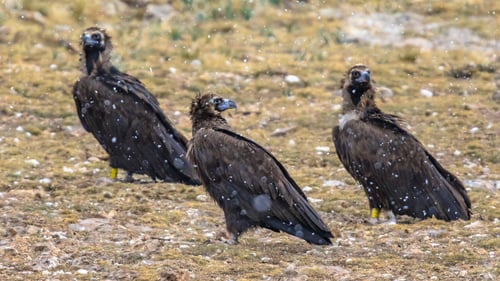 Preview: Three Cinereous vulture