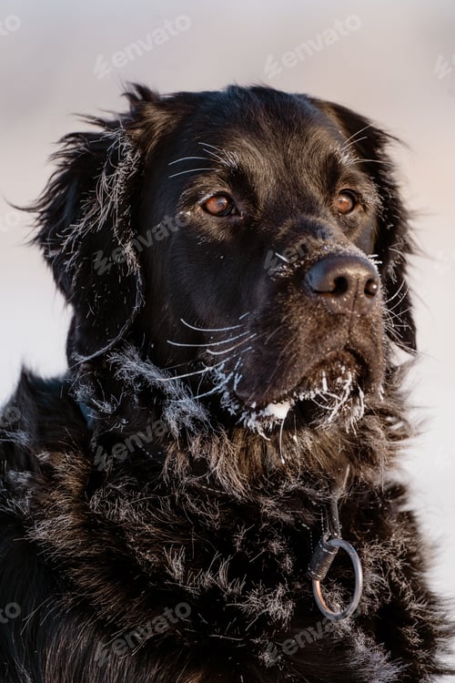 Preview: Close-up of a black dog with frosty fur, gazing intently, against a soft blurred background.