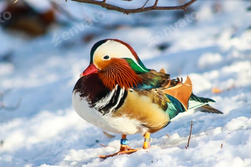 Preview: Mandarin duck, bird , colorful of nature, wildlife, wild, decorative birds.